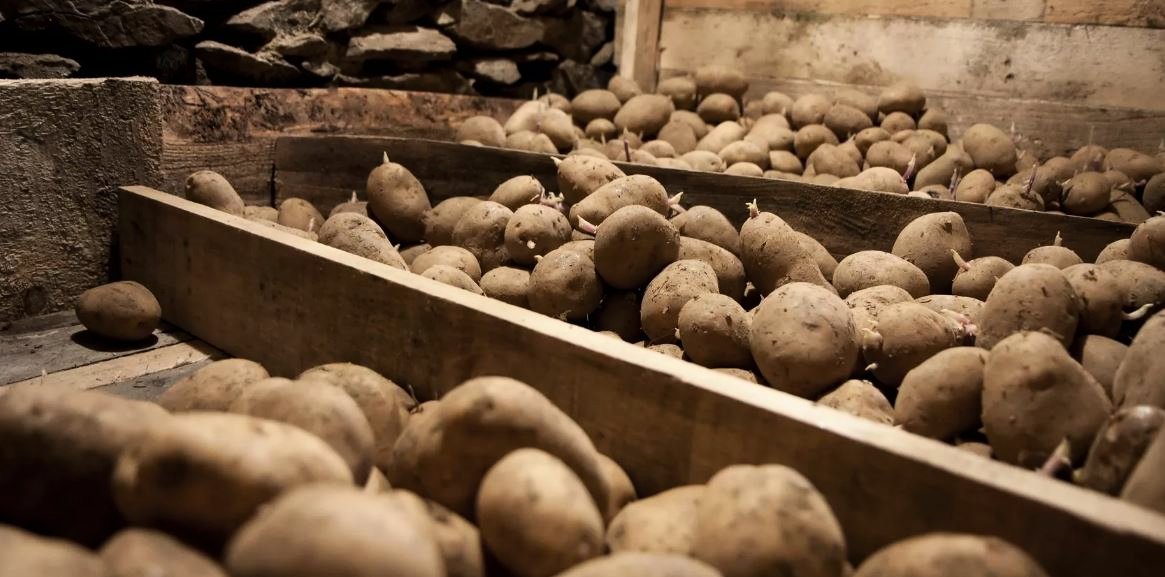 как хранить картофель дома