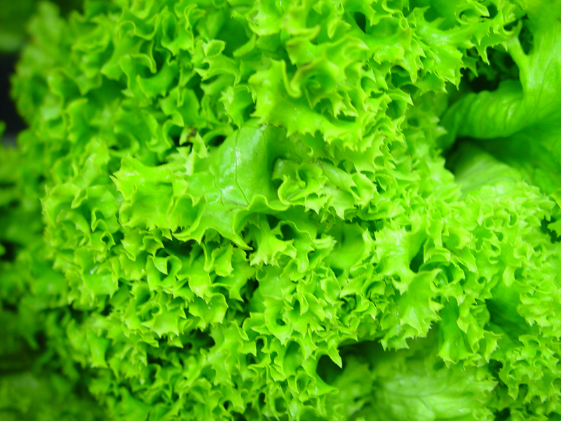 Рецепты блюд из листьев салата. Горячие блюда с листьями салата. Фото, видео