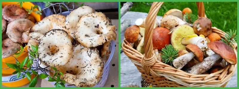 Польза включения грибов в рацион здорового питания