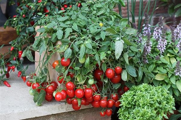 Как вырастить помидоры черри на подоконнике на балконе в домашних условиях